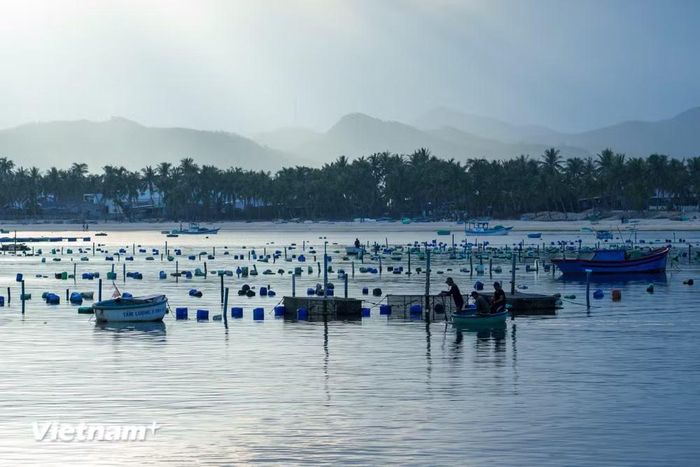 Cách không xa khu vực bãi tắm là nơi nuôi tôm của một số hộ dân ở Vịnh Hòa. Du khách có thể thuê xe máy và trải nghiệm nghề nuôi tôm hùm nổi tiếng tại đây. (Ảnh: Thanh Phong/Vietnam+)