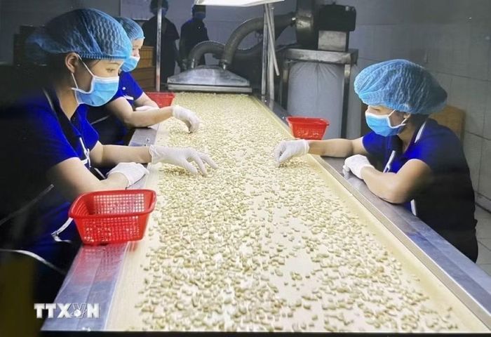 Công nhân chọn hạt điều chất lượng phục vụ cho xuất khẩu. (Ảnh: Hồng Nhung/TTXVN)