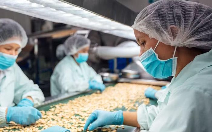 Chế biến hạt điều xuất khẩu tại Nhà máy OFI Việt Nam. (Ảnh: Tài Lộc/Vietnam+)