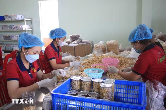 Chế biến điều nhân. (Ảnh: TTXVN)
