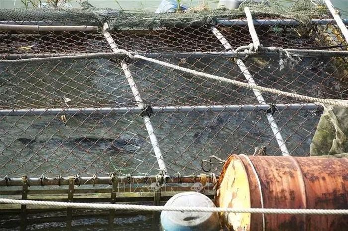 Cá trắm cỏ nuôi lồng trên sông Bồ, xã Quảng Điền, thành phố Huế.