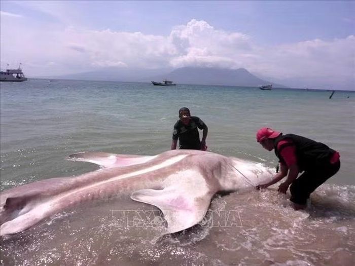 Một con cá mập voi chết trong khu vực biển của Làng Ritaebang, huyện Đông Flores, tỉnh Đông Nusa Tenggara (NTT), Indonesia. Ảnh: TTXVN phát