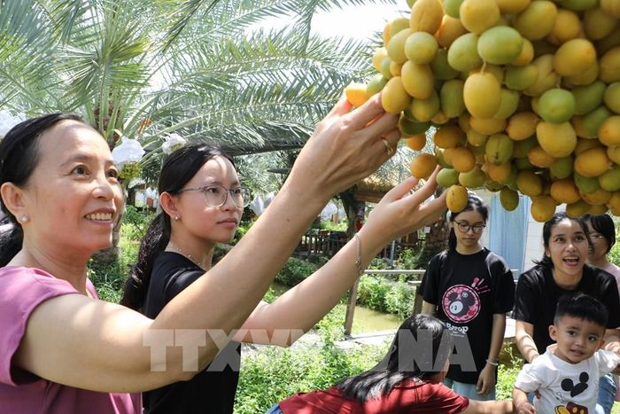 Tham quan vườn cây chà, một hoạt động trải nghiệm tạo sức hút cho du lịch địa phương. Ảnh: Hồng Thái - TTXVN