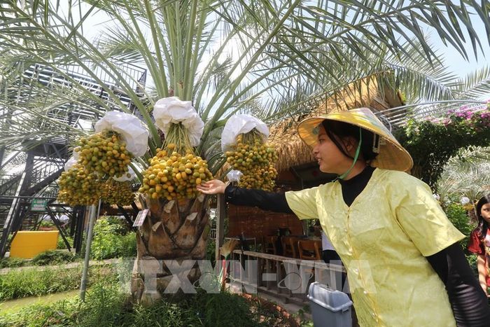 Mô hình vườn chà là Chala Farm với 110 cây là một trong những điểm thu hút du khách đến với vùng biên Hồng Ngự. Ảnh: Hồng Thái - TTXVN