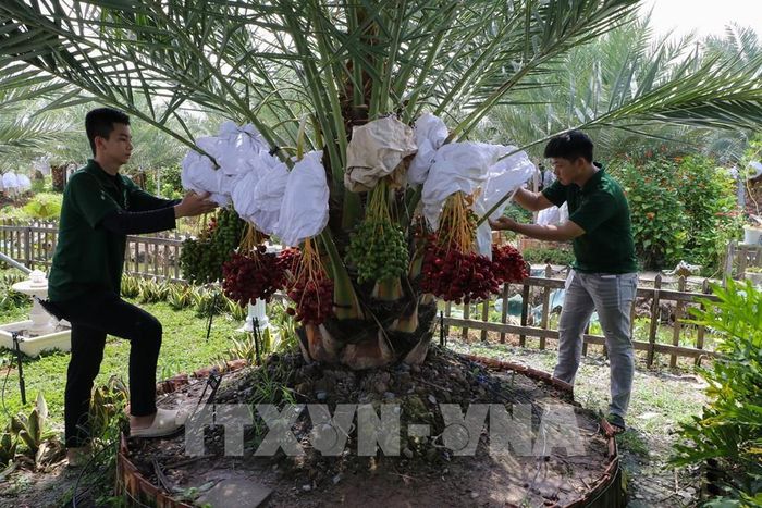 Chala Farm mở hướng cho mô hình vườn cây kết hợp du lịch sinh thái. Ảnh: Hồng Thái - TTXVN