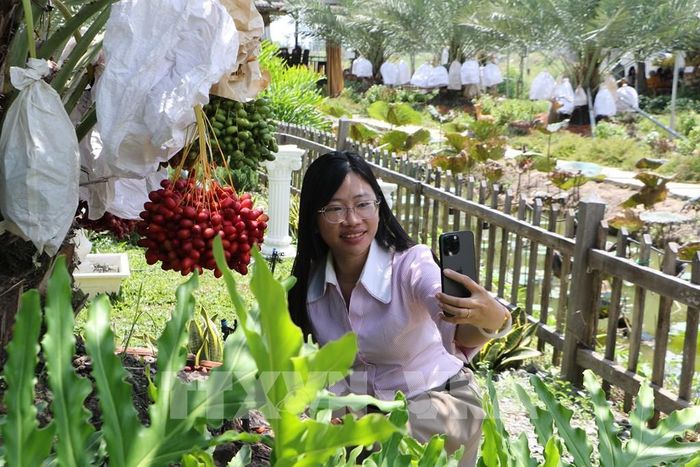 Du khách thích thú khi tham quan vườn cây chà là. Ảnh: Hồng Thái - TTXVN