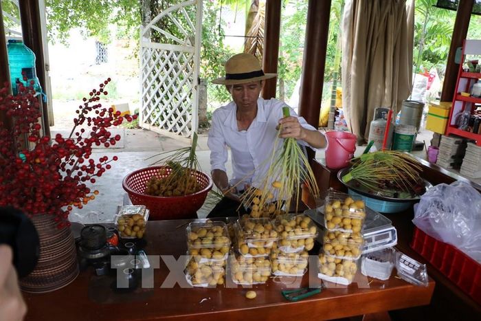 Trái chà là được thu hoạch và bán cho du khách tại vườn. Ảnh: Hồng Thái - TTXVN