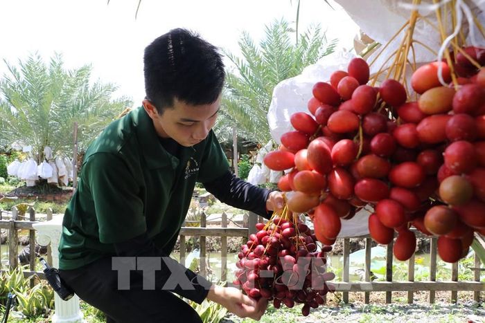 Trái chà là đỏ là một trong những loại trái cây ưa thích của du khách khi đến tham quan vườn. Ảnh: Hồng Thái - TTXVN