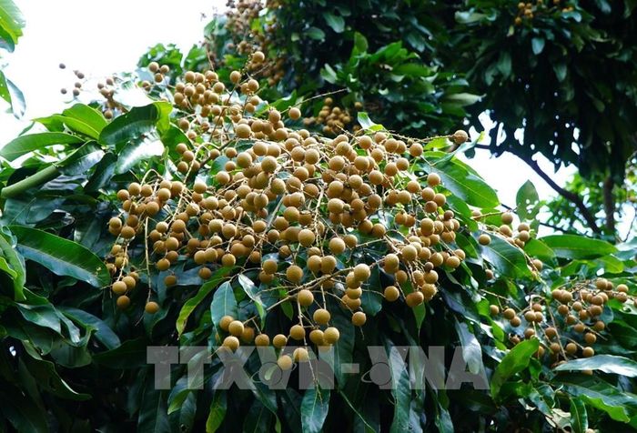 “Nhãn Châu Thành - Đồng Tháp” đã được cấp Giấy chứng nhận bảo hộ nhãn hiệu. Ảnh: Nhựt An - TTXVN