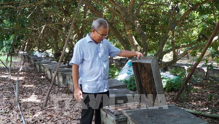 Nhà vườn xã Phú Hựu nuôi ong lấy mật trong vườn nhãn để tăng thu nhập và hỗ trợ việc thụ phấn hoa. Ảnh: Nhựt An - TTXVN