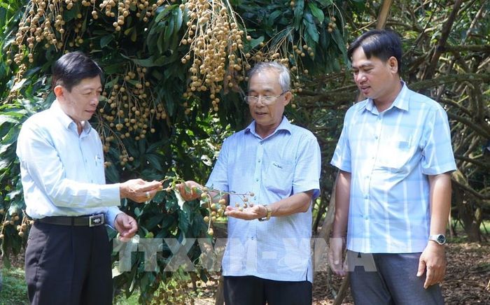 Lãnh đạo Hợp tác xã Nông sản an toàn An Hòa (xã Phú Hựu) thăm, nắm tình hình canh tác nhãn của nông dân. Ảnh: Nhựt An - TTXVN