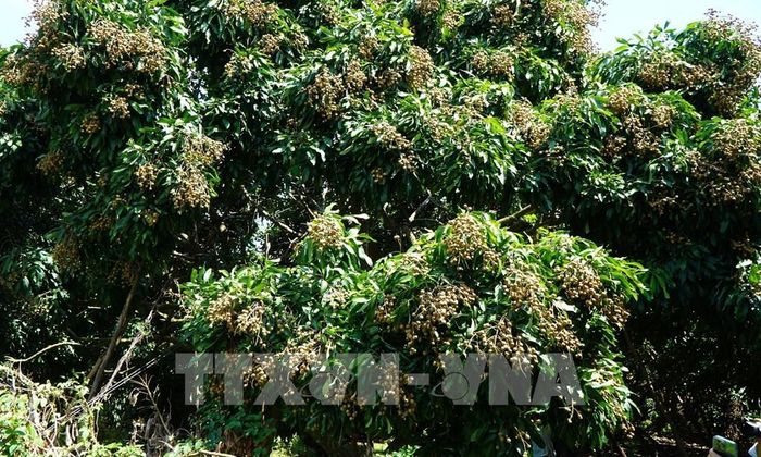 Vườn nhãn của ông Nguyễn Thanh Bình ở xã Phú Hựu (Đồng Tháp). Ảnh: Nhựt An - TTXVN
