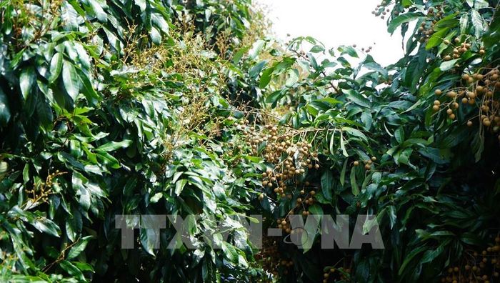 Nông dân chủ động xử lý thời điểm ra hoa khác nhau giữa các liếp nhãn trong cùng một vườn nhằm tránh thu hoạch đồng loạt. Ảnh: Nhựt An - TTXVN