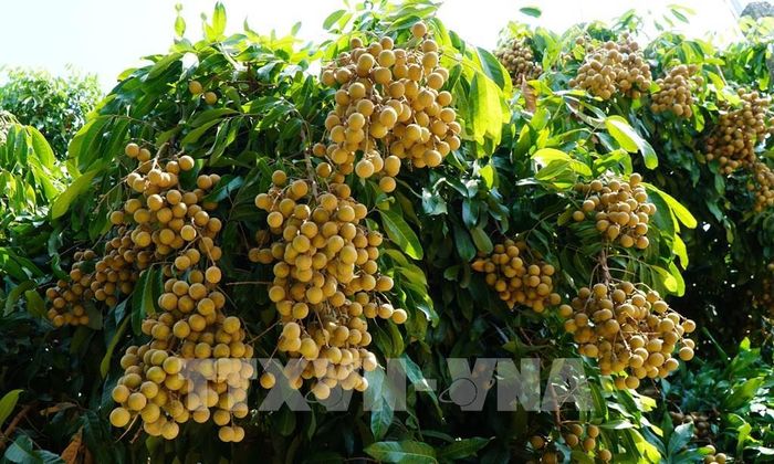 “Nhãn Châu Thành - Đồng Tháp” đã được cấp Giấy chứng nhận bảo hộ nhãn hiệu. Ảnh: Nhựt An - TTXVN