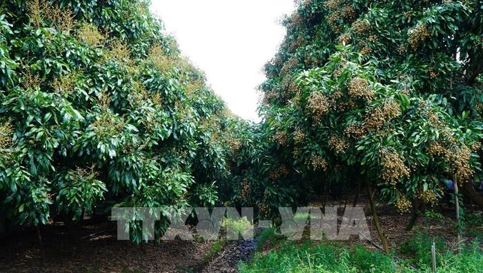 Nhờ áp dụng tiến bộ khoa học kỹ thuật, nông dân xã Phú Hựu xử lý cho nhãn ra hoa rải vụ, không thu hoạch đồng loạt, hạn chế tình trạng “được mùa mất giá”. Ảnh: Nhựt An - TTXVN