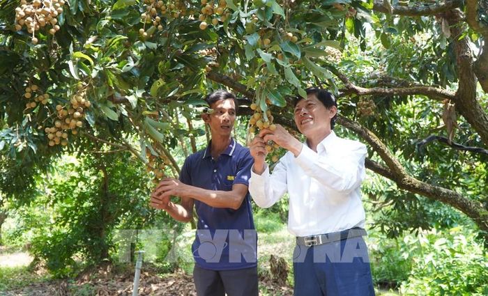 Lãnh đạo Hợp tác xã Nông sản an toàn An Hòa (xã Phú Hựu) thăm, nắm tình hình canh tác nhãn của nông dân. Ảnh: Nhựt An - TTXVN
