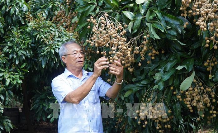 Vườn nhãn của ông Nguyễn Thanh Bình ở xã Phú Hựu sản xuất theo hướng hữu cơ. Ảnh: Nhựt An - TTXVN