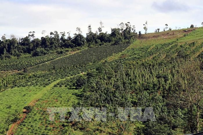 Cây lâu năm (chủ yếu là cà phê, hồ tiêu…) trồng giáp rừng tự nhiên tại xã Quảng Sơn. Ảnh: Hưng Thịnh – TTXVN