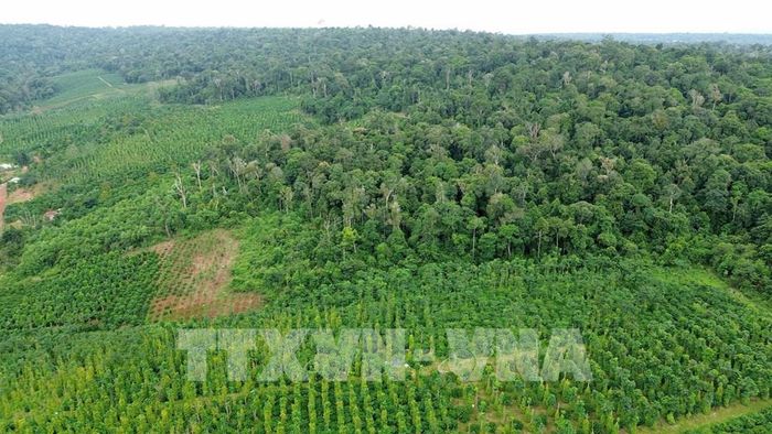 Cây lâu năm (chủ yếu là cà phê, hồ tiêu…) xen lẫn với rừng tự nhiên tại xã Quảng Sơn. Ảnh: Hưng Thịnh – TTXVN