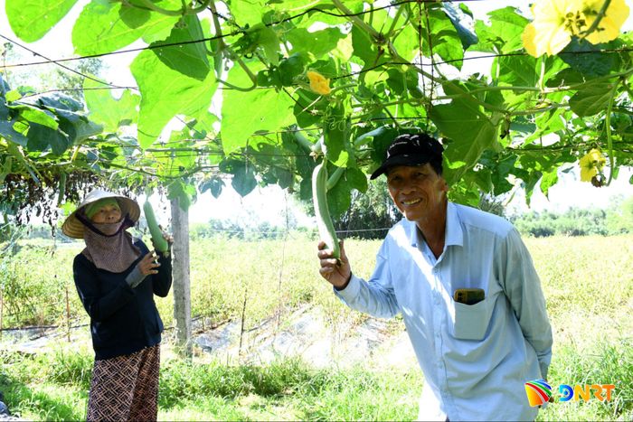 Mướp VietGAP sắp thu hoạch của Hợp tác xã Nông nghiệp Phú Mỹ. Ảnh: QUANG VIỆT