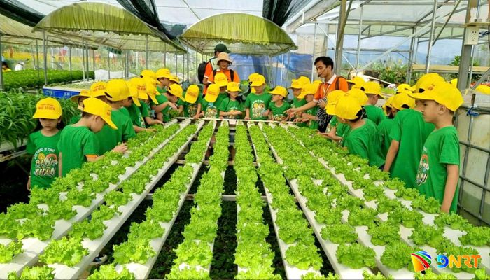 Học sinh tham quan, tìm hiểu sản xuất rau, quả sạch của Hợp tác xã Dịch vụ sản xuất và tiêu thụ rau an toàn Túy Loan. Ảnh: QUANG VIỆT