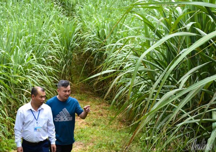 Xã Sín Thầu (tỉnh Điện Biên) hợp tác phát triển vùng nguyên liệu mía với huyện Giang Thành, tỉnh Vân Nam (Trung Quốc).