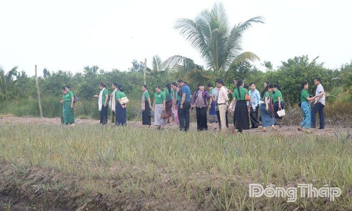 Đoàn tìm hiểu mô hình sinh kế “Hỗ trợ phụ nữ đầu tư trồng khóm” tại xã Tân Phước 2.