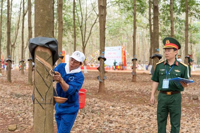  Ban Giám khảo theo dõi, đánh giá kỹ thuật cạo mủ cao su của các tuyển thủ. Ảnh: Trần Thúy 