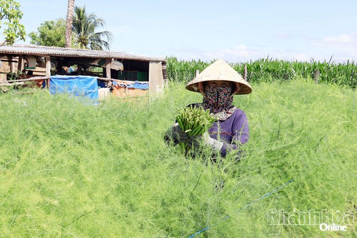 Người dân xã Phước Hậu thu hoạch măng tây xanh.