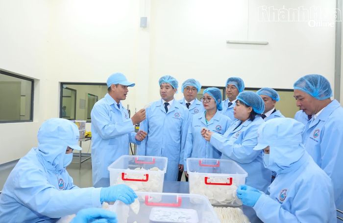 Lãnh đạo TP. Ulsan tìm hiểu công đoạn sơ chế tổ yến.
