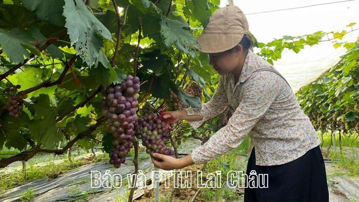 Mô hình nho hạ đen ở xã Than Uyên mang lại hiệu quả kinh tế cao nhờ ứng dụng công nghệ số.