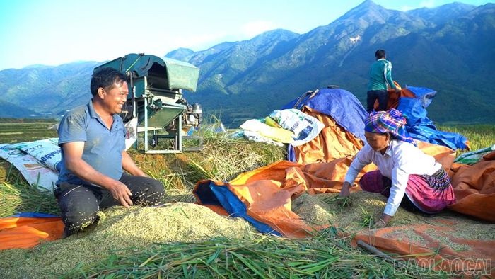Niềm vui mùa gặt của gia đình anh Chang Gà Su.