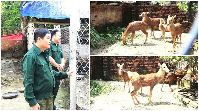 Cựu chiến binh Nguyễn Văn Bốn, thôn Mường Kem nâng cao thu nhập từ mô hình nuôi hươu sao.