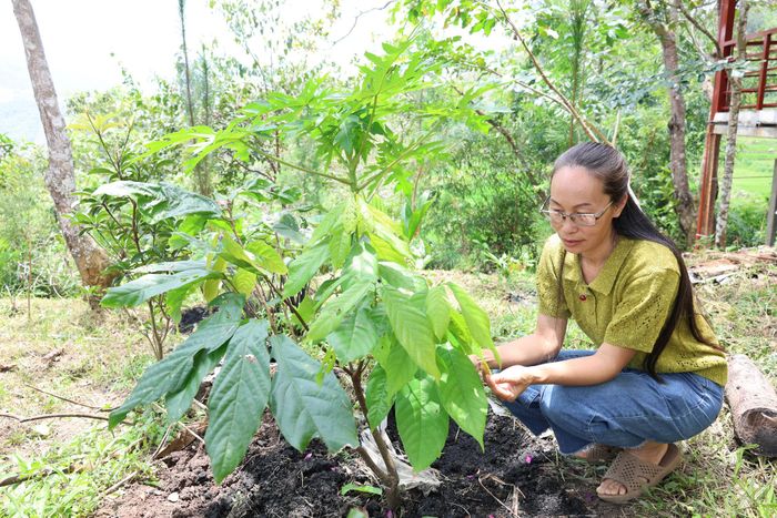 Chị Lê Mai Dung, Giám đốc HTX Ca cao Việt Đức bên những cây ca cao được trồng dưới tán rừng