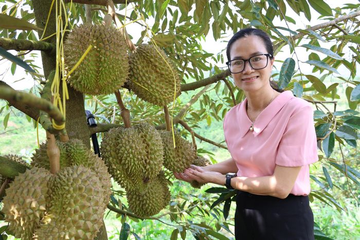 Bà Nguyễn Thị Thu Hương, Giám đốc HTX NNCNC Sầu riêng Đam Rông giới thiệu những quả sầu riêng đạt chuẩn về kích thước và chất lượng.