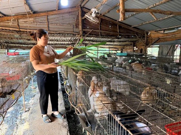 Gia đình chị Bùi Thị Dược phát triển chăn nuôi thỏ khá hiệu quả