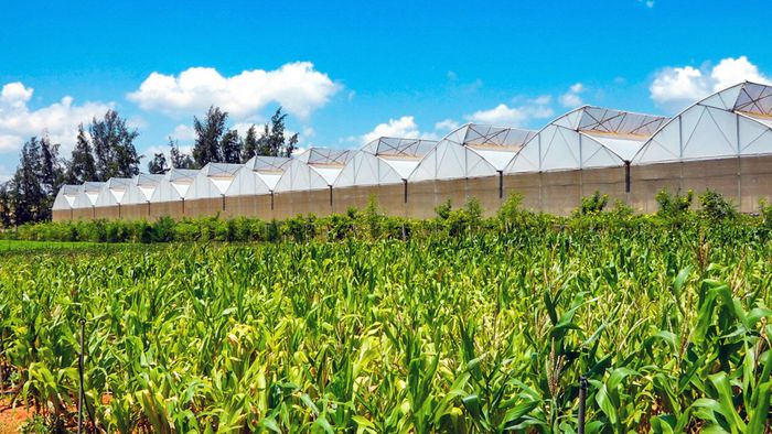 Sản xuất nông nghiệp công nghệ cao ở xã Hòa Thắng
