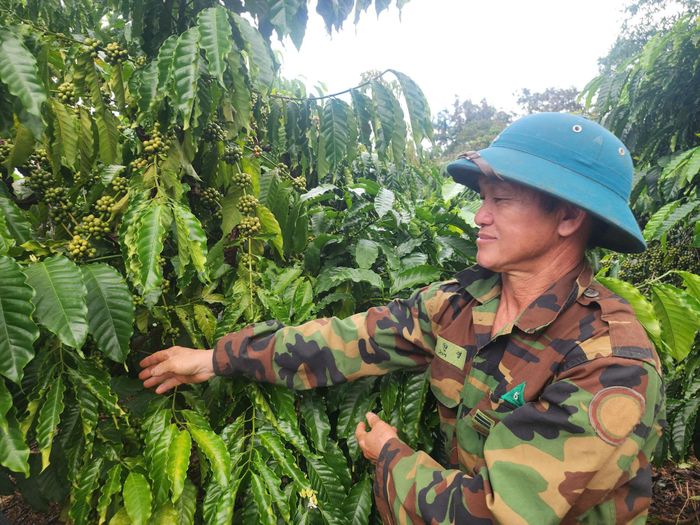 Ông Hạng A Tùng còn chăm sóc khoảng 2 ha cà phê, mang lại thu nhập hàng trăm triệu đồng mỗi năm