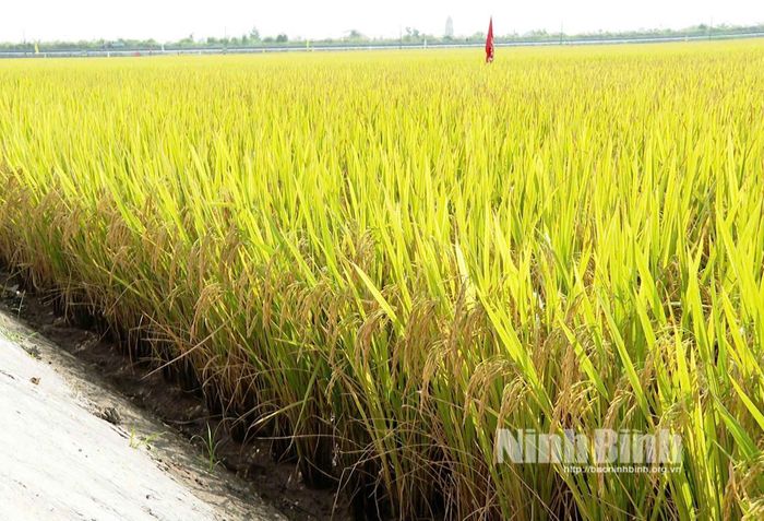 Nhờ quy trình rút nước phơi chân ruộng, cây lúa trong "mô hình canh tác lúa hiệu quả - xanh và bền vững” ở Trung tâm Đổi mới Sáng tạo Nông nghiệp Xanh (xã Nghĩa Sơn) cứng cáp, đanh dảnh và chống chịu tốt trước mưa bão, chuẩn bị cho vụ thu hoạch bội thu.