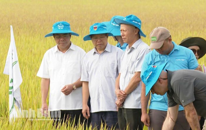 Lãnh đạo Sở Nông nghiệp và Môi trường tỉnh cùng các đại biểu, chuyên gia quốc tế kiểm tra mô hình lúa giảm phát thải tại Trung tâm Đổi mới Sáng tạo Nông nghiệp Xanh (xã Nghĩa Sơn).