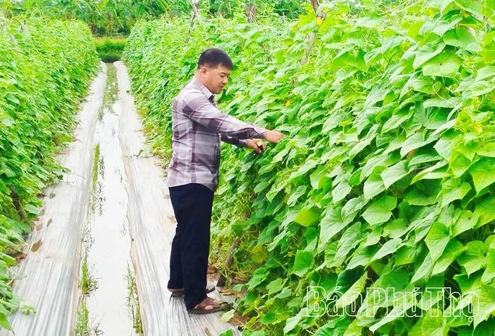 Hợp tác xã rau an toàn Tứ Xã, xã Phùng Nguyên, chủ động sản xuất theo hình thức luân canh, gối vụ, bảo đảm nguồn cung ổn định cho thị trường dịp cuối năm.