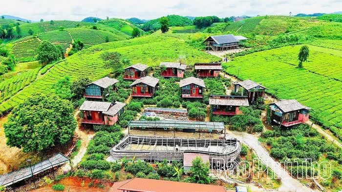 Phát triển du lịch sinh thái, nghỉ dưỡng kết hợp tham quan, trải nghiệm đồi chè đang mở ra hướng đi mới tại các vùng chè như Long Cốc, Minh Đài.