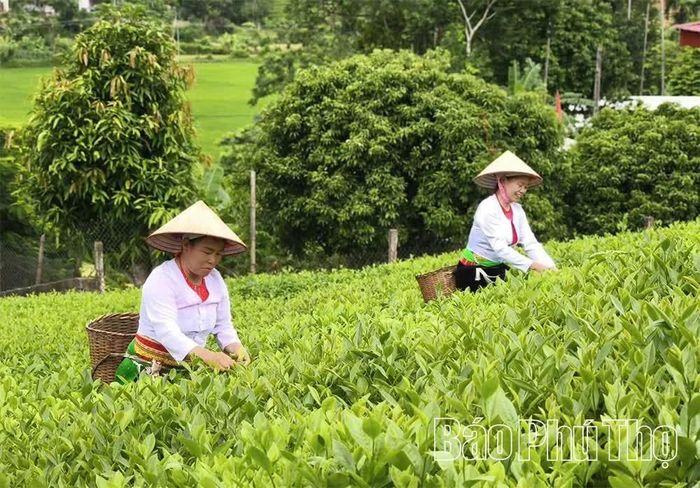 Tận dụng lợi thế đất đồi tại các địa phương miền núi, nghề trồng chè tạo việc làm, nâng cao thu nhập cho hàng nghìn hộ dân và góp phần phát triển kinh tế nông thôn.