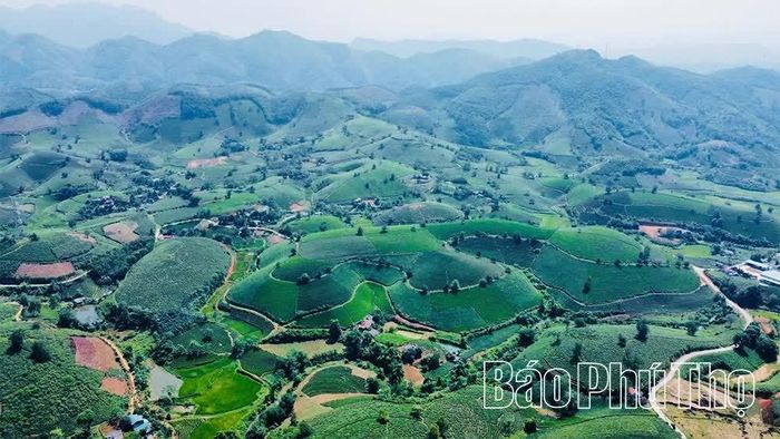 Những vùng chè tập trung tại Minh Đài, Long Cốc, Thanh Ba, Thanh Sơn, Tu Vũ... góp phần nâng cao giá trị sản xuất và thu nhập cho hàng nghìn hộ dân.