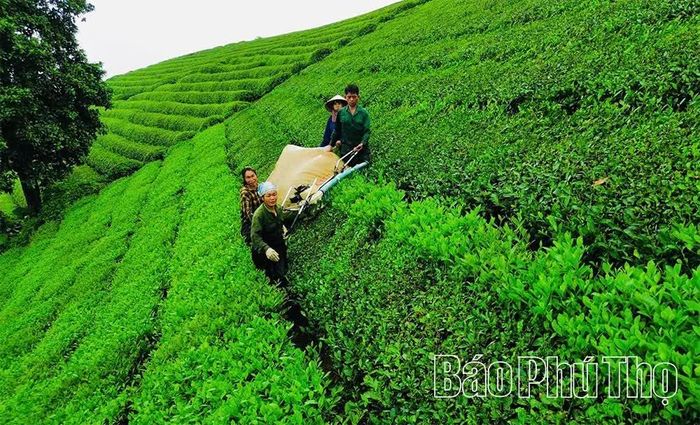 Việc ứng dụng máy móc, thiết bị hiện đại trong thu hoạch chè tại xã Minh Đài góp phần nâng cao năng suất và chất lượng sản phẩm.