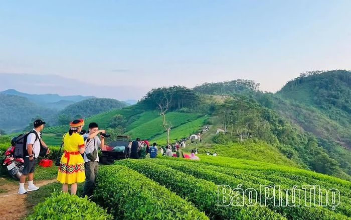 Du khách tham quan, trải nghiệm tại vùng chè xã Long Cốc, góp phần quảng bá cảnh quan và sản phẩm du lịch đặc trưng của địa phương.