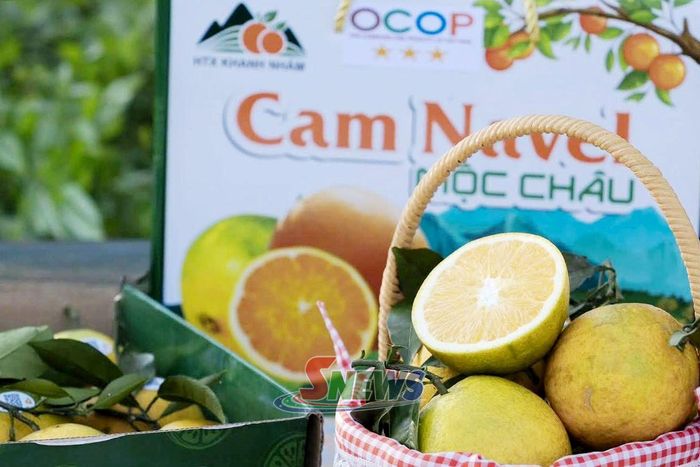 Sản phẩm cam Navel đạt chuẩn OCOP 3 sao của vườn cam Mộc Việt, phường Vân Sơn.