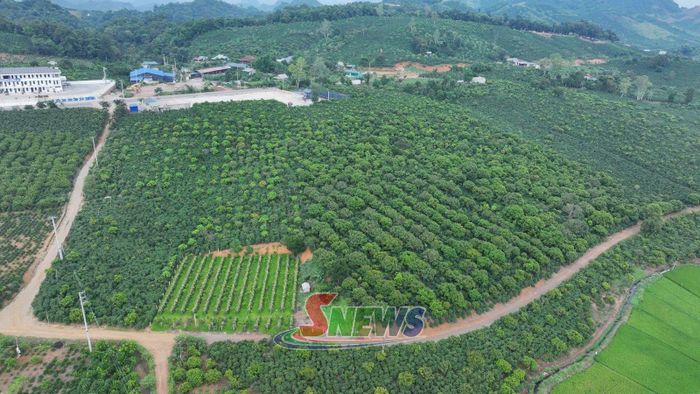 Vùng cà phê ở phường Chiềng Cơi.