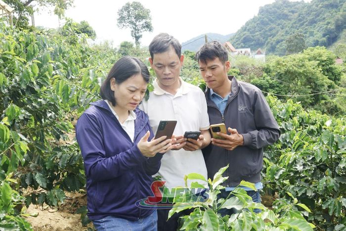 Cán bộ Trung tâm Dịch vụ tổng hợp phường Chiềng Cơi hướng dẫn nhân dân xác định vị trí, khoanh vẽ ranh giới các lô cà phê.