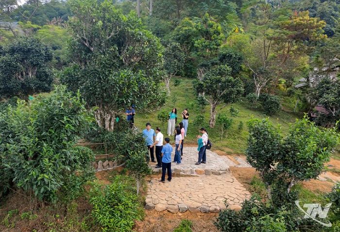 Một số đoàn khách đến thăm, tìm hiểu về cây chè di sản Shan tuyết ở Đồng Phúc.